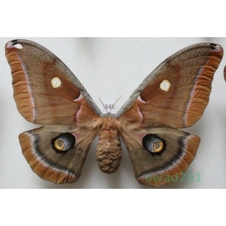Antheraea polyphemus (Cramer, 1776) female ex. ovo USA 112mm34k